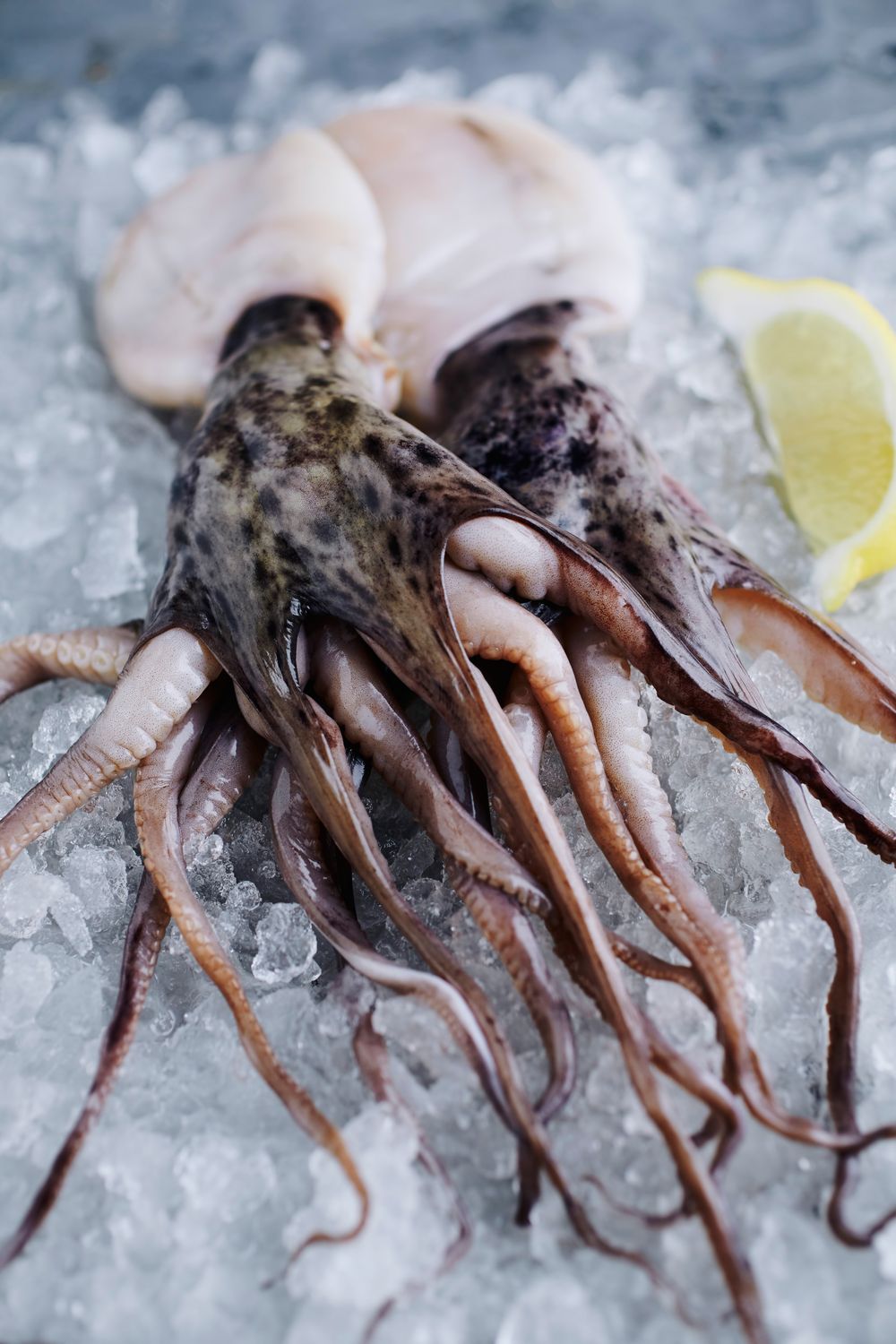 Hakodate Squid